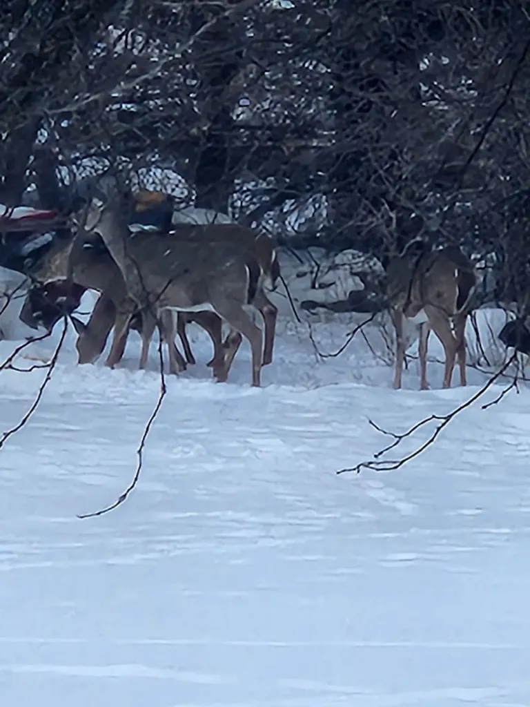 4257 S State Road Davison Township MI 48423