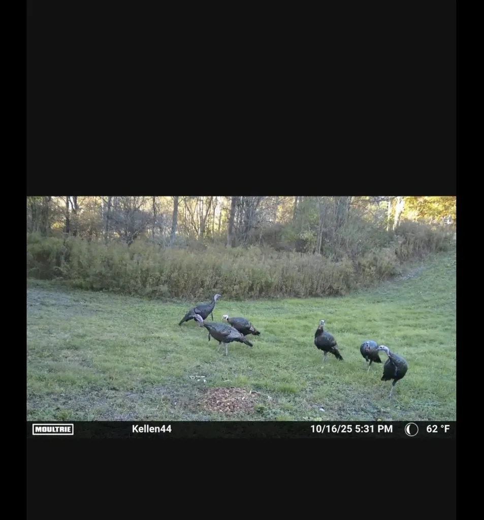 1187 Parks Road Wales Township MI 48027