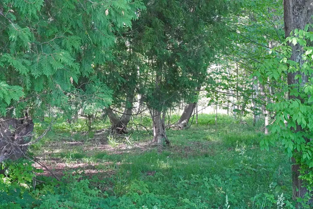 1385 N Blacks Corners Road Goodland Township MI 48444
