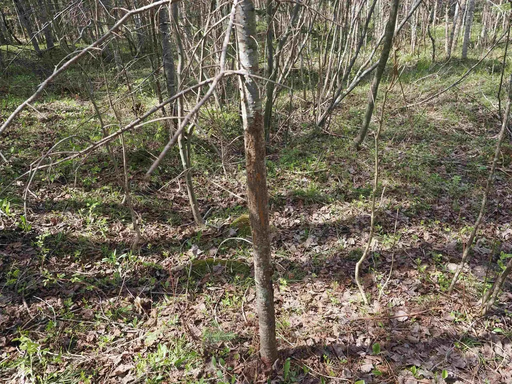 W15598 Hiawatha Trail Newton Township MI 49838