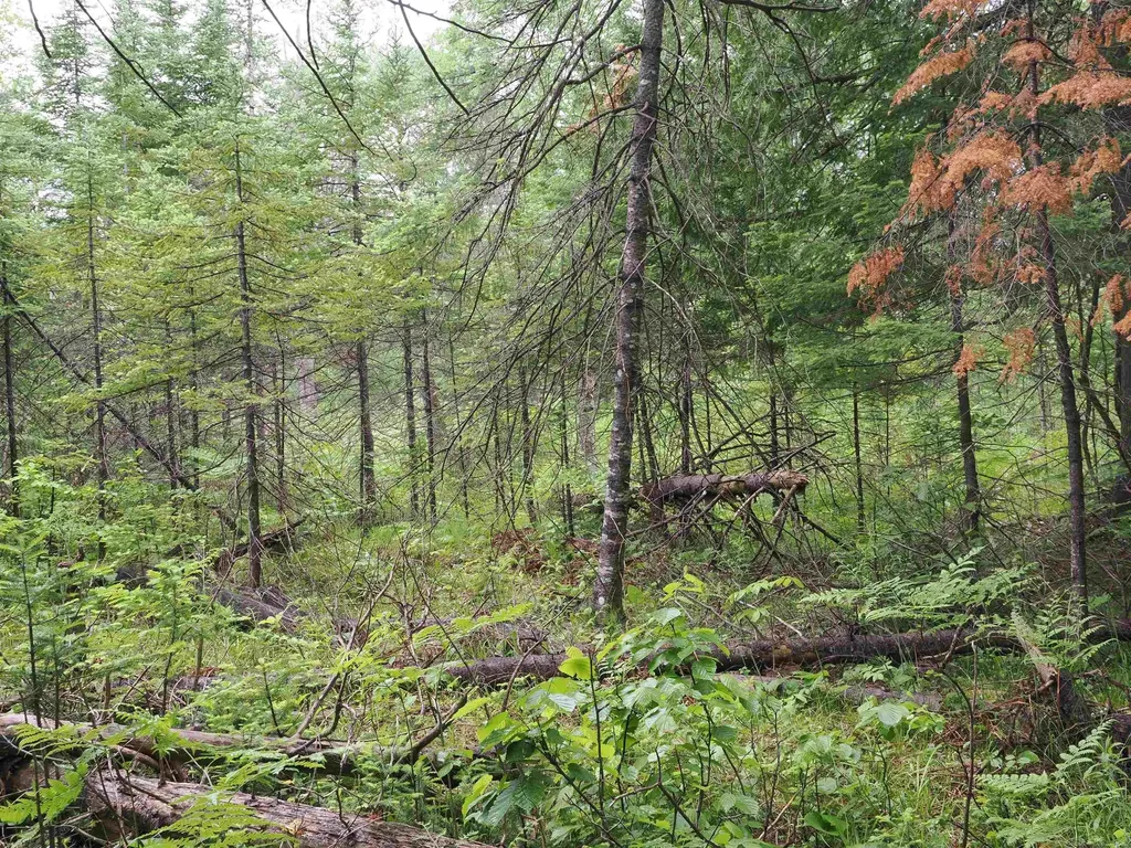 W15598 Hiawatha Trail Newton Township MI 49838