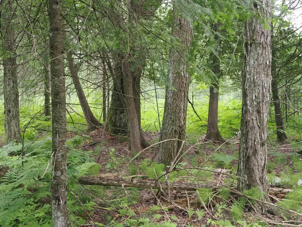 W15598 Hiawatha Trail Newton Township MI 49838