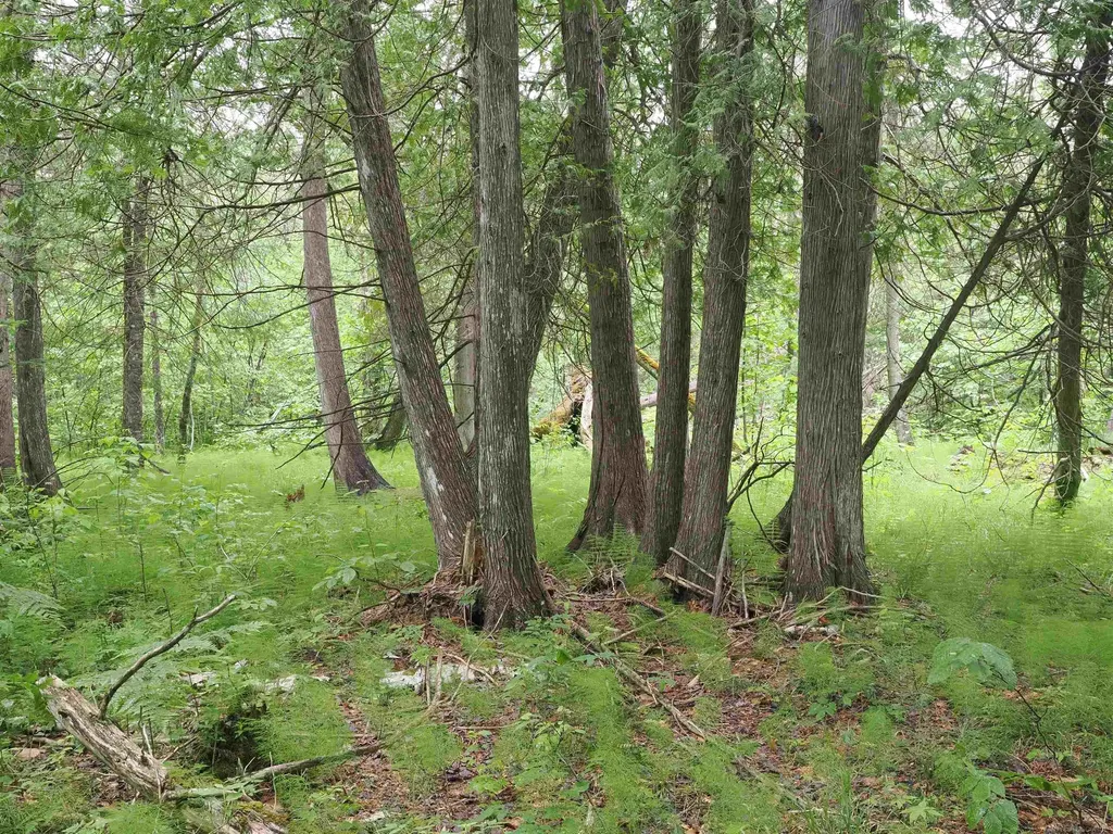 W15598 Hiawatha Trail Newton Township MI 49838