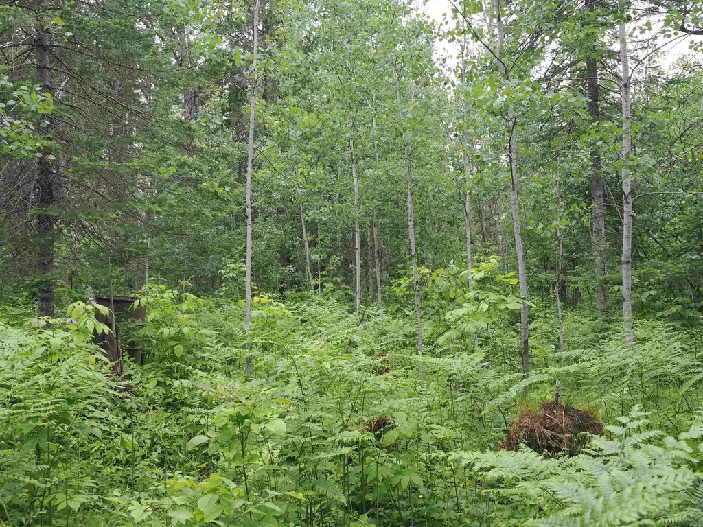 W15598 Hiawatha Trail Newton Township MI 49838