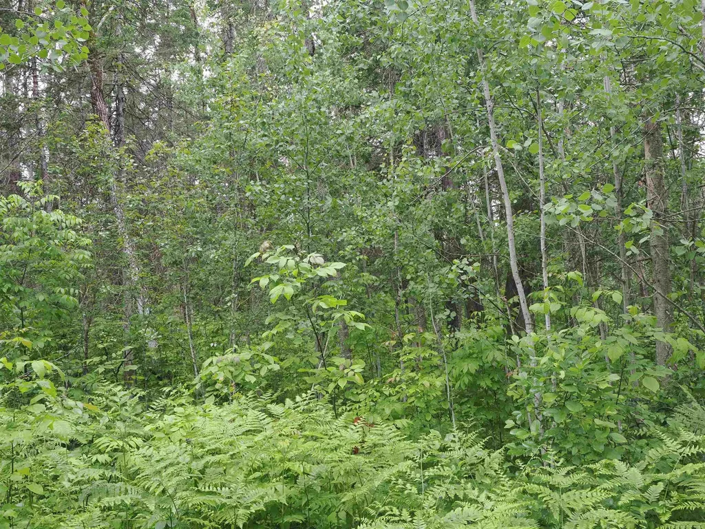 W15598 Hiawatha Trail Newton Township MI 49838