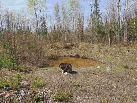 w15598 Hiawatha Trail Newton Township MI 49838