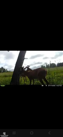 5834 Brockway Road Elk Township MI 48466