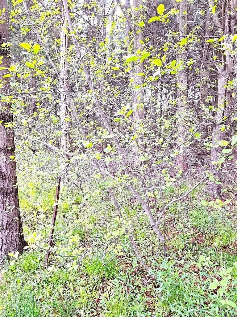 Parcel 2 Lakeshore Road Sanilac Township MI 48401
