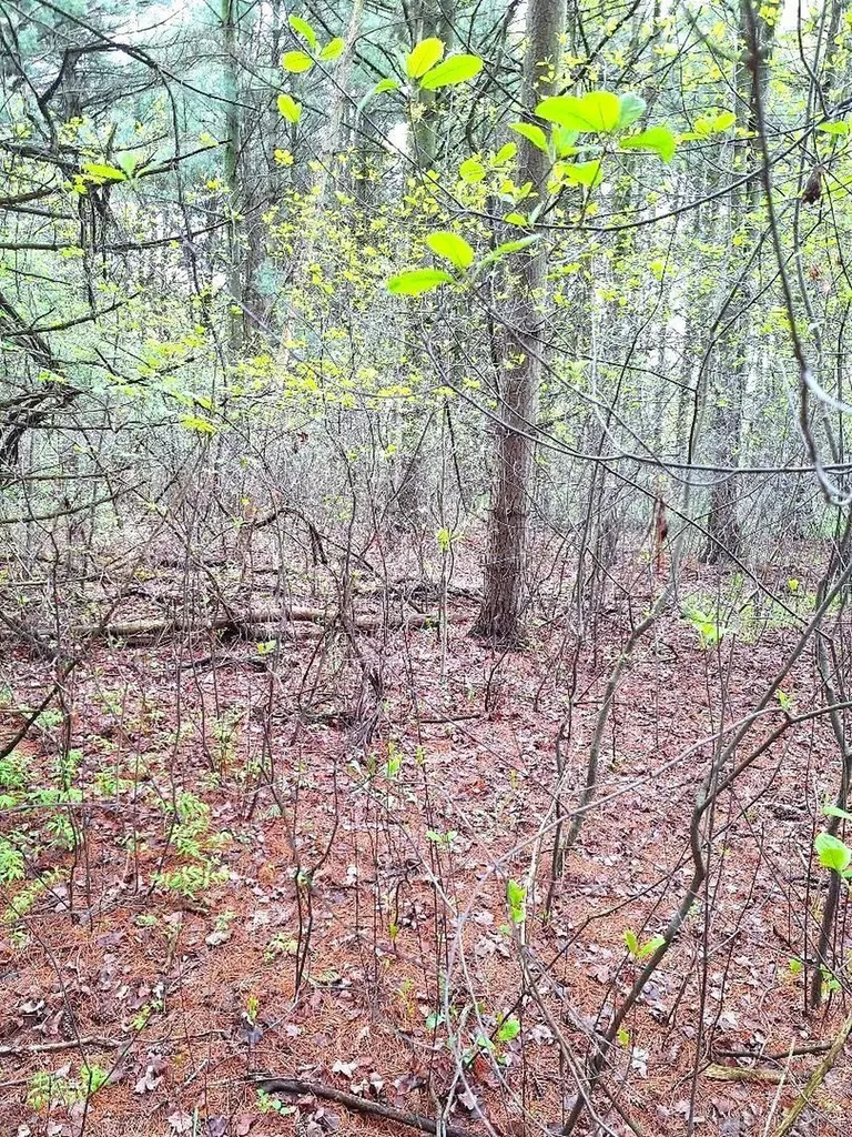 Parcel 2 Lakeshore Road Sanilac Township MI 48401