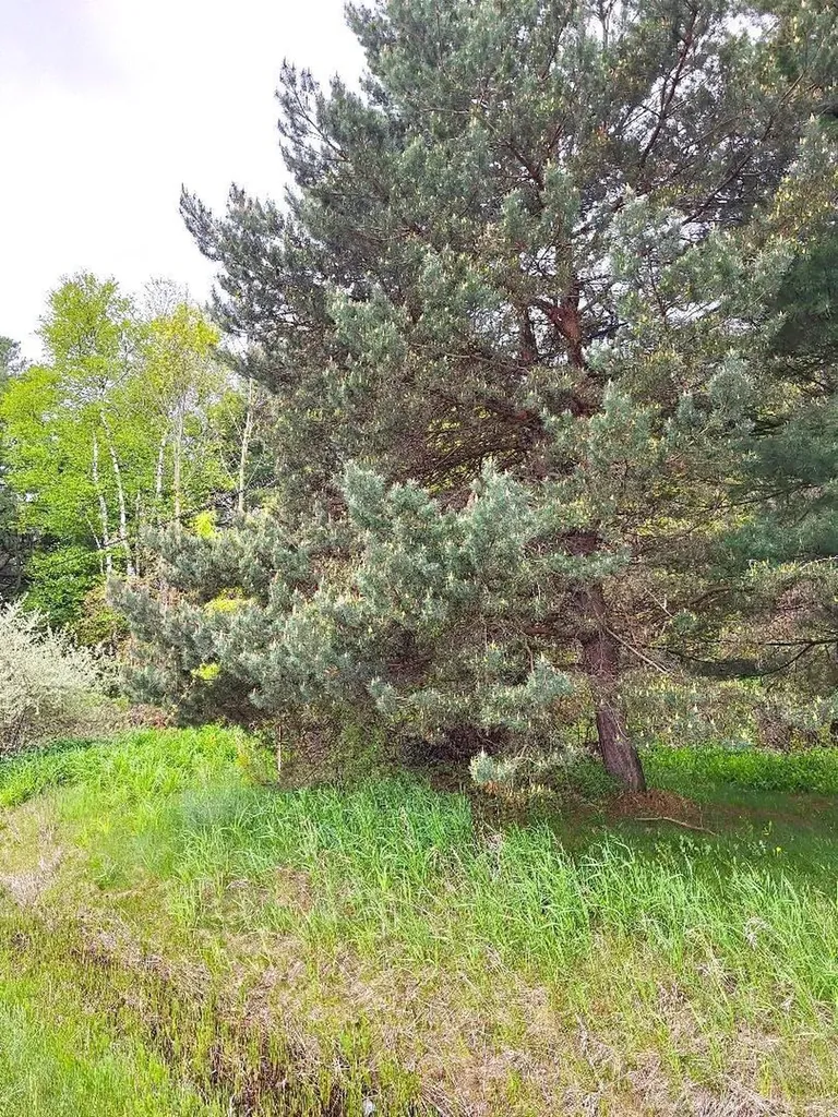Parcel 2 Lakeshore Road Sanilac Township MI 48401
