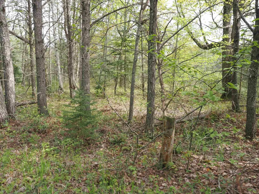 4011 Sandall Road Maple Ridge Township MI 49707