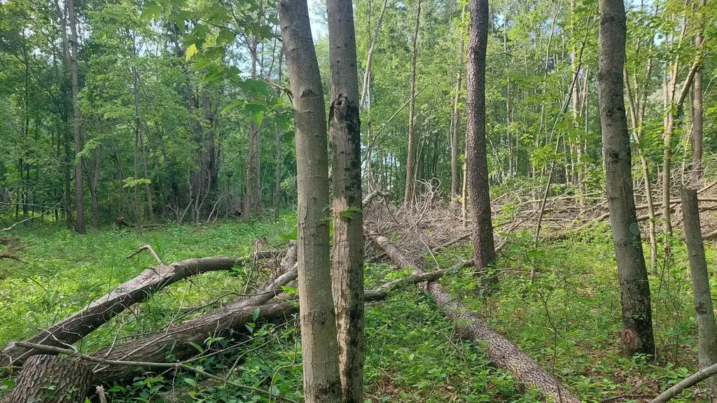 W Mosherville Road Litchfield Township MI 49252