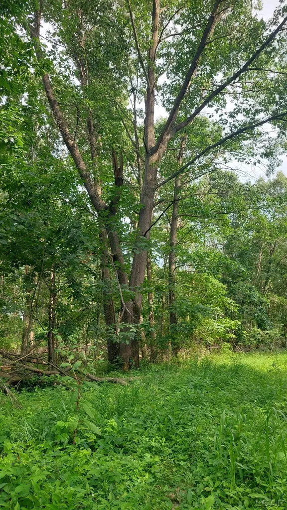 W Mosherville Road Litchfield Township MI 49252