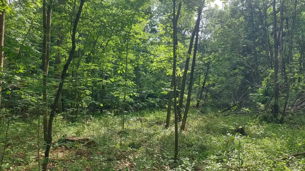 W Mosherville Road Litchfield Township MI 49252