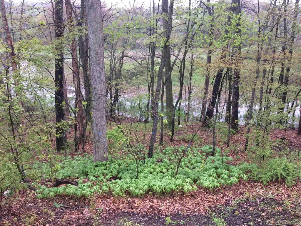 6000 Rays Drive Cambridge Township MI 49265