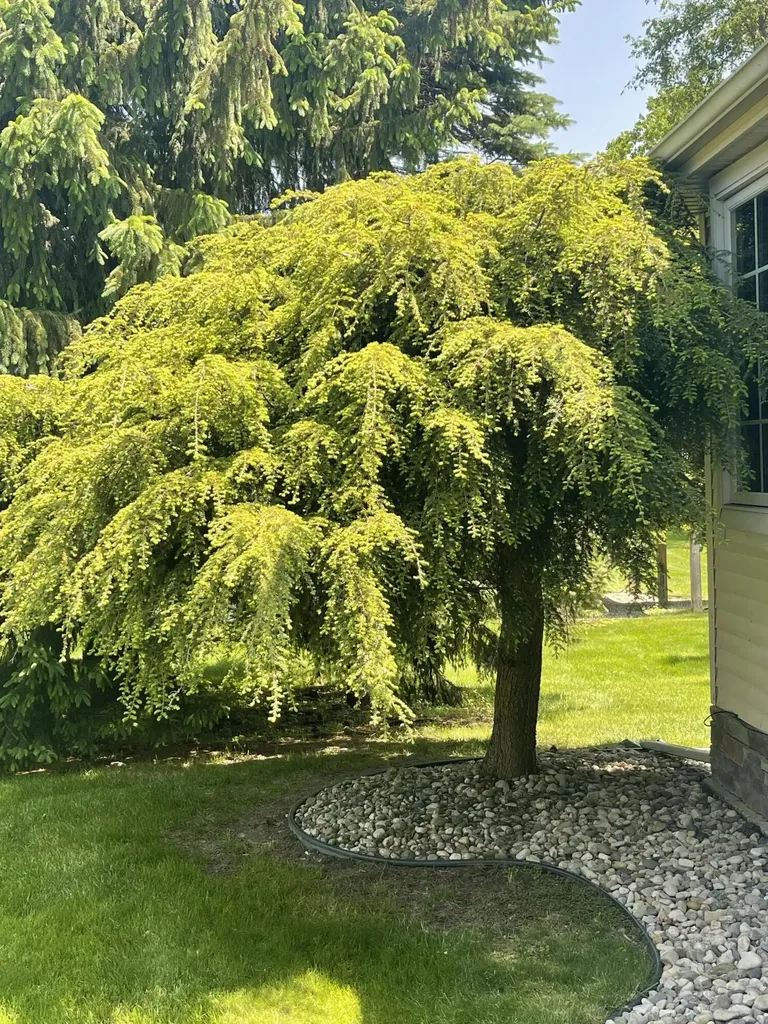 2205 Lake Wood Drive Summit Township MI 49203