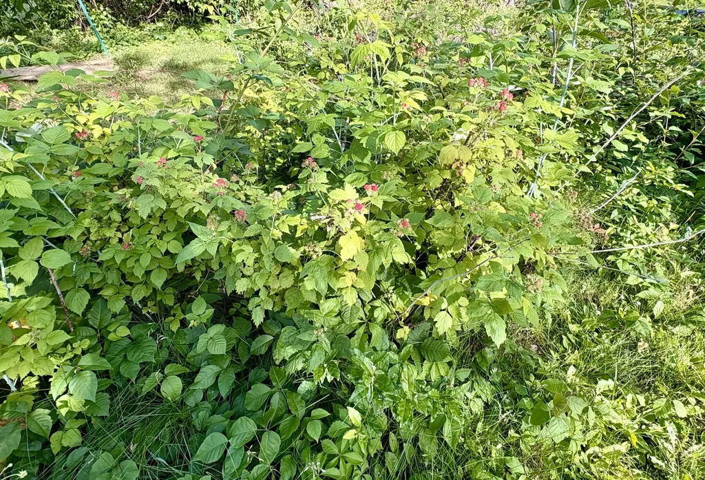 9065 Nature Way Oshtemo Charter Township MI 49009
