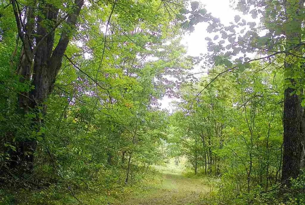 11401 Little George Lake Road Franklin Township MI 48624