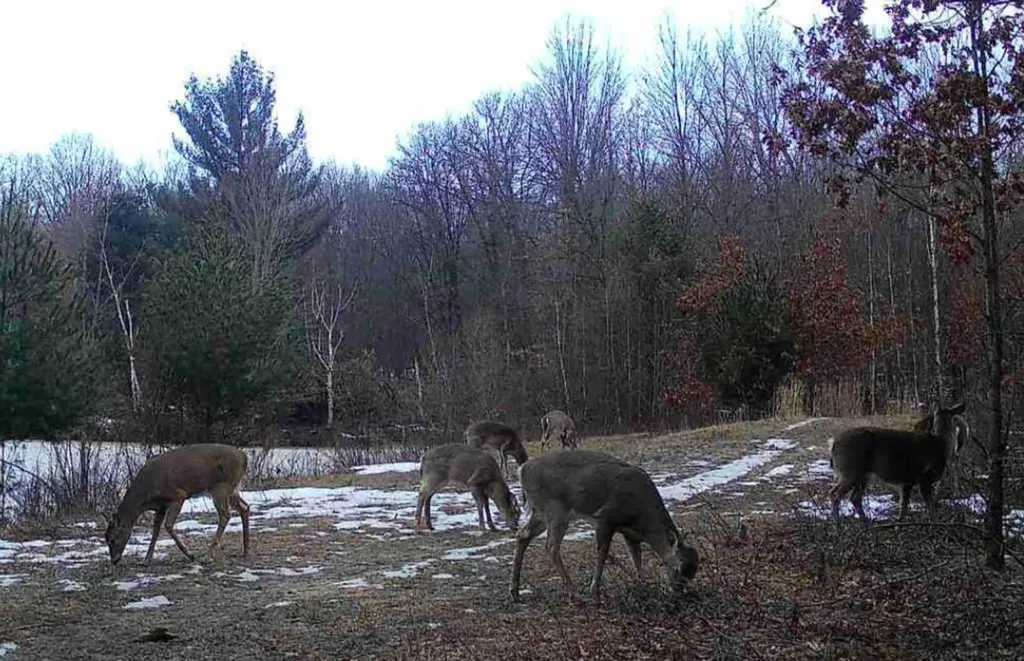 11401 Little George Lake Road Franklin Township MI 48624