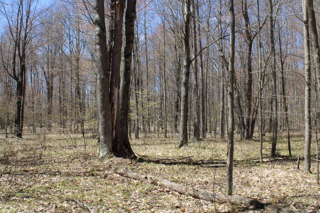 11401 Little George Lake Road Franklin Township MI 48624