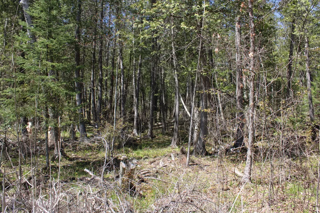 11401 Little George Lake Road Franklin Township MI 48624