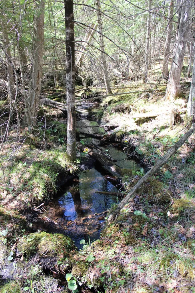 11401 Little George Lake Road Franklin Township MI 48624