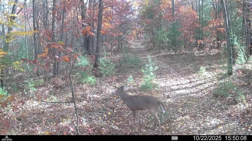 11401 Little George Lake Road Franklin Township MI 48624