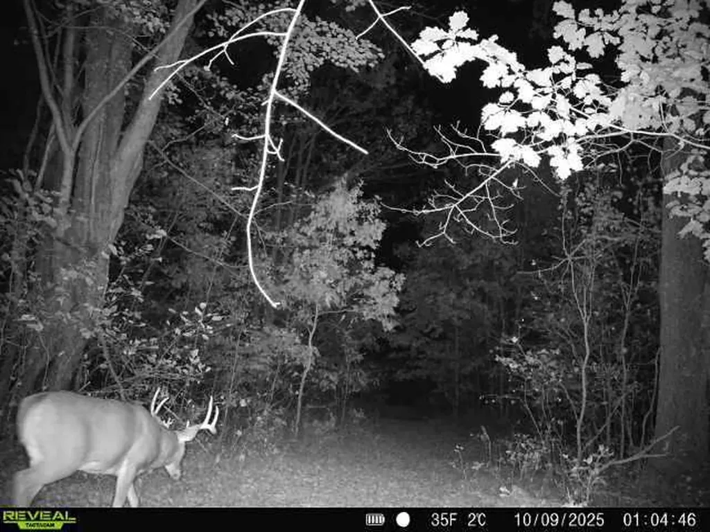 11401 Little George Lake Road Franklin Township MI 48624