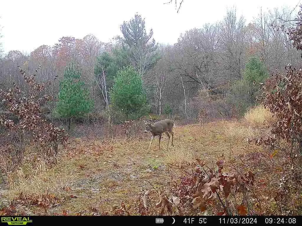 11401 Little George Lake Road Franklin Township MI 48624