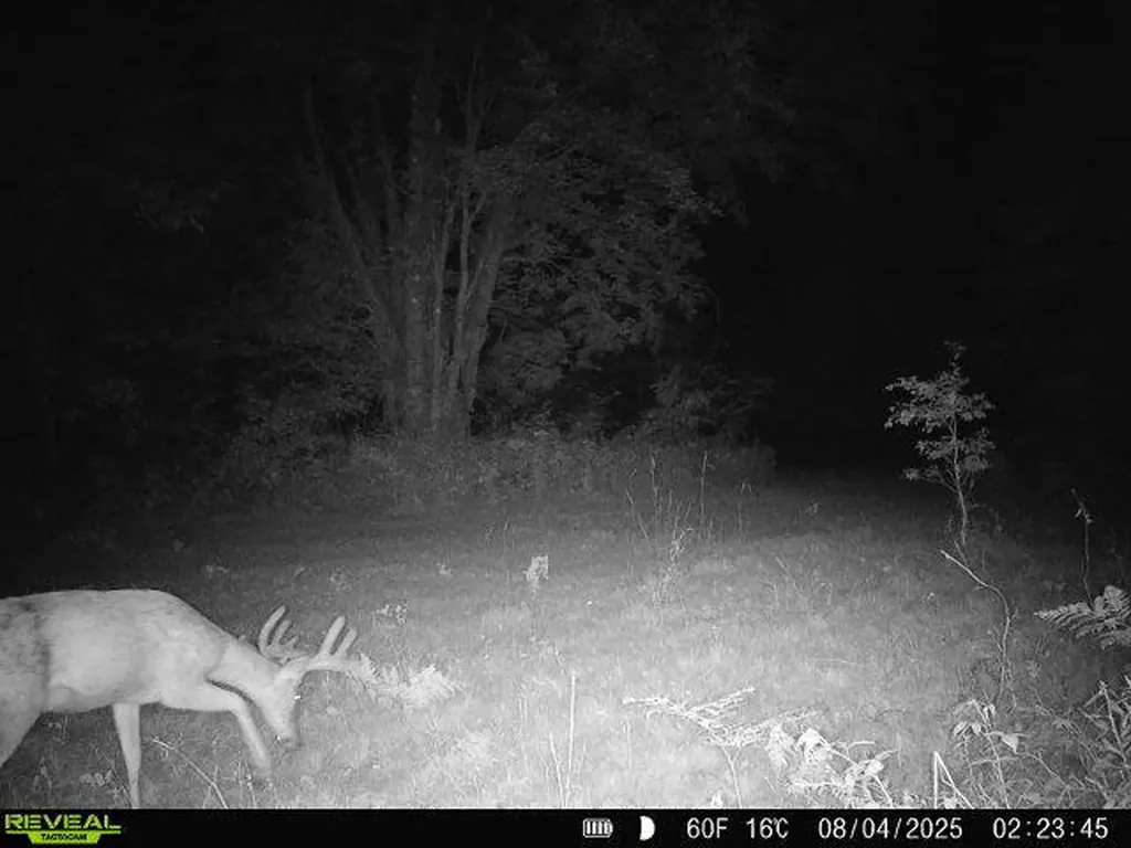 11401 Little George Lake Road Franklin Township MI 48624