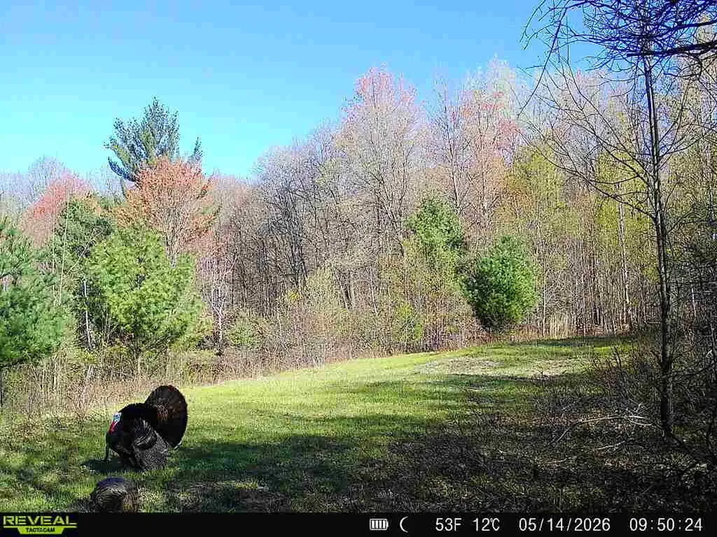 11401 Little George Lake Road Franklin Township MI 48624