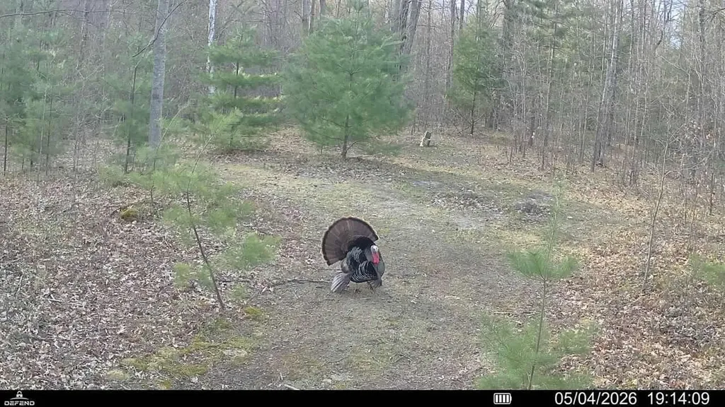 11401 Little George Lake Road Franklin Township MI 48624