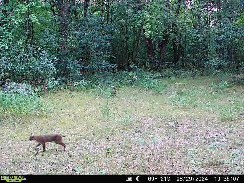 11401 Little George Lake Road Franklin Township MI 48624