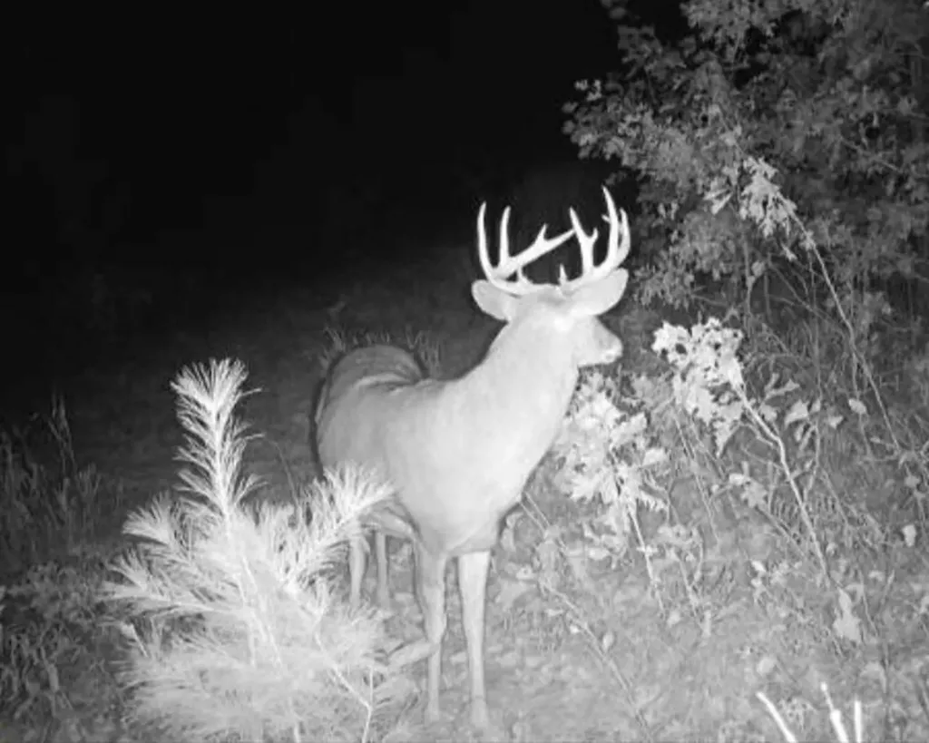 11401 Little George Lake Road Franklin Township MI 48624