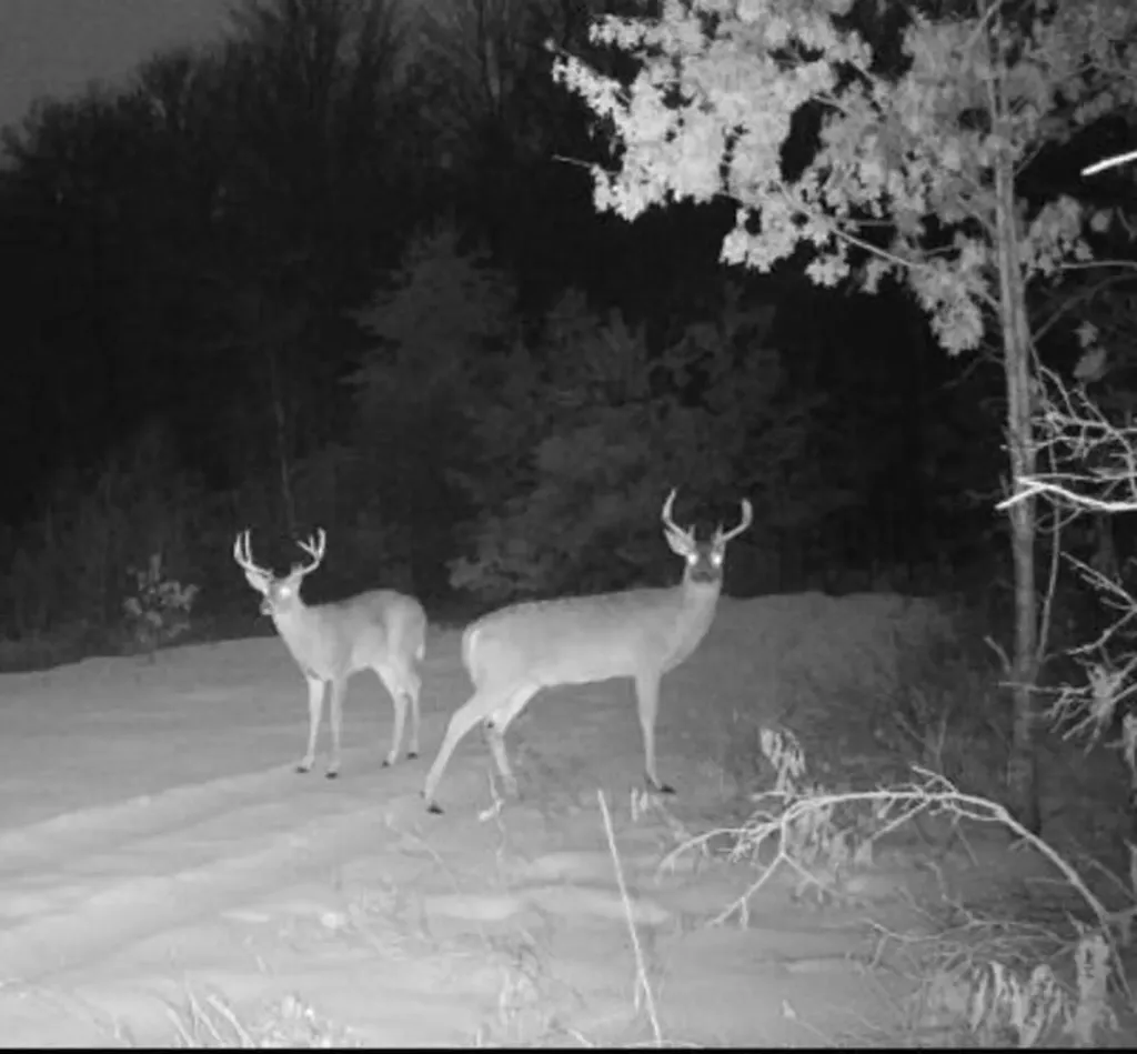 11401 Little George Lake Road Franklin Township MI 48624