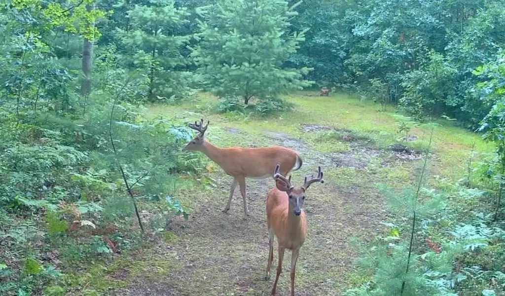 11401 Little George Lake Road Franklin Township MI 48624