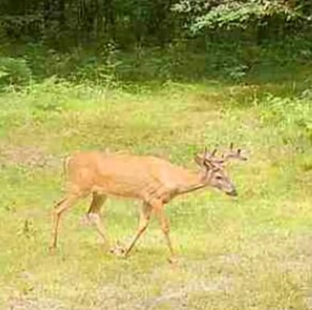 11401 Little George Lake Road Franklin Township MI 48624