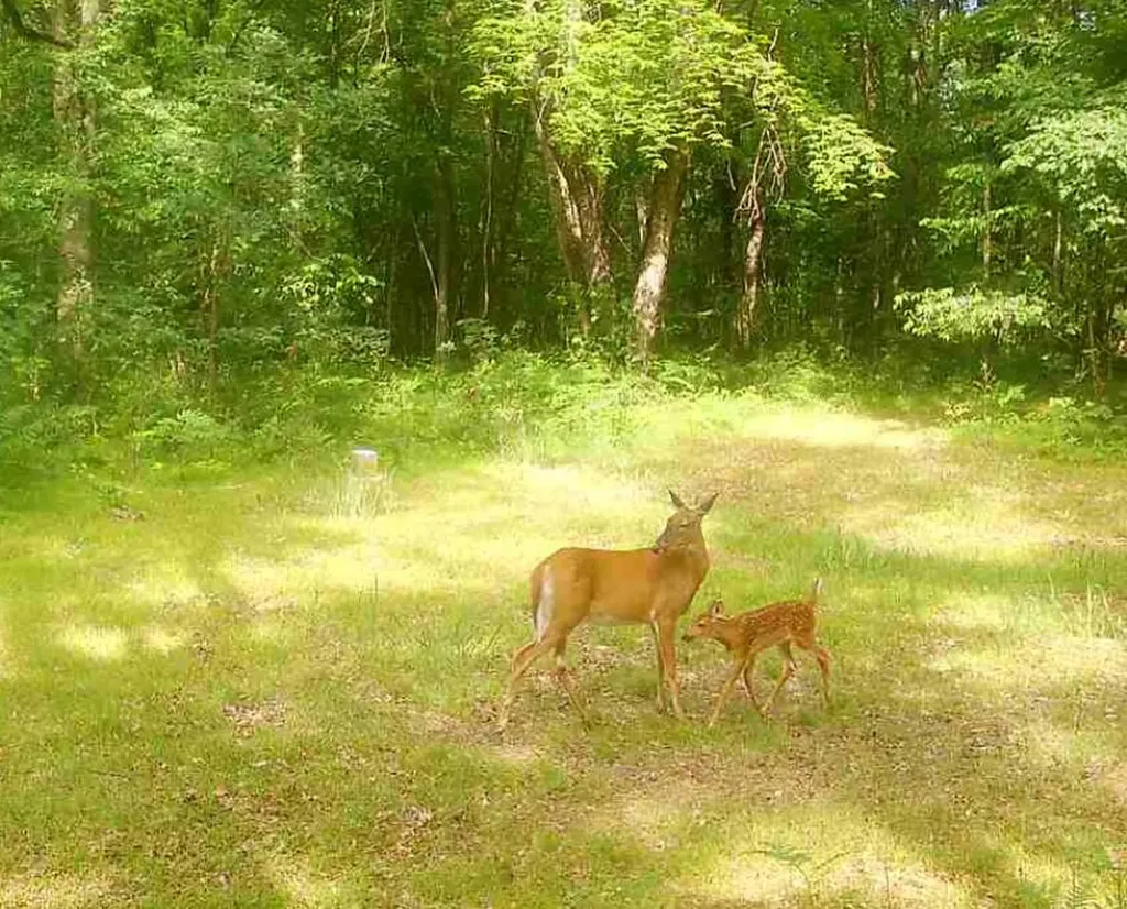 11401 Little George Lake Road Franklin Township MI 48624
