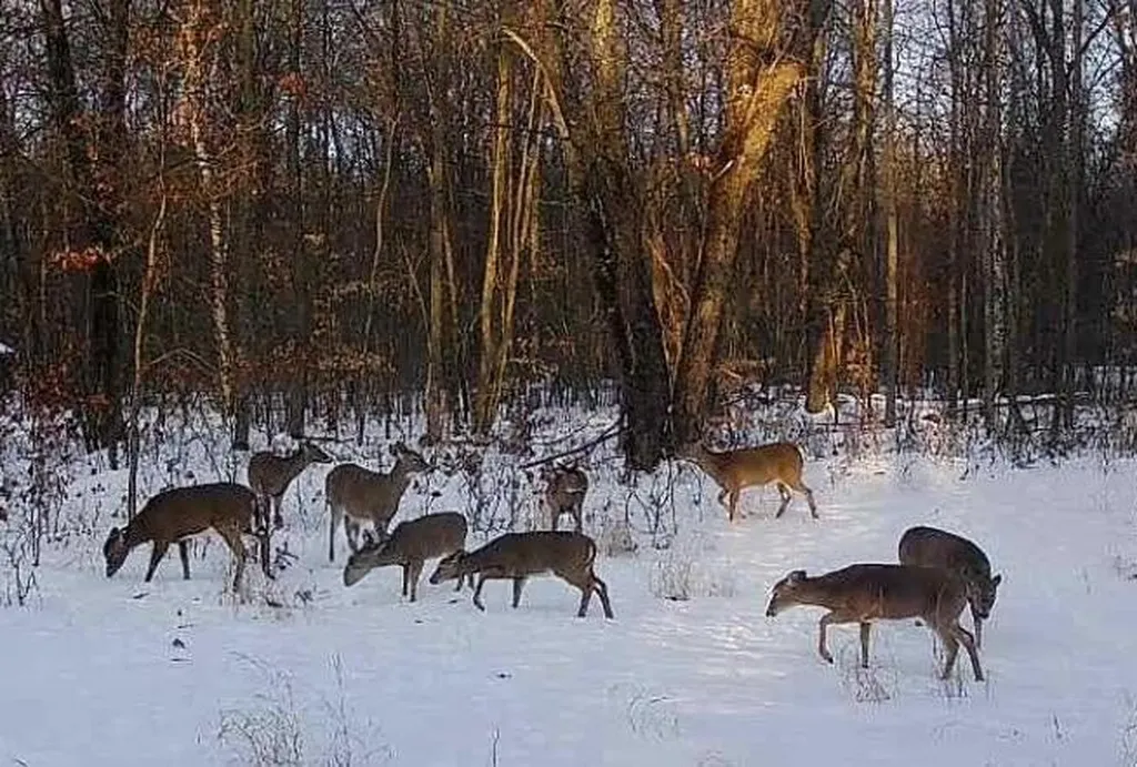 11401 Little George Lake Road Franklin Township MI 48624