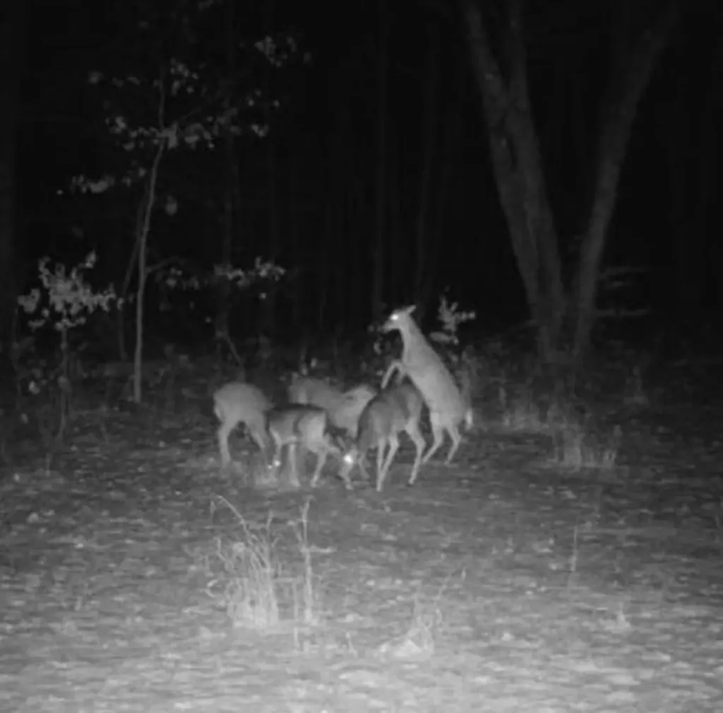 11401 Little George Lake Road Franklin Township MI 48624