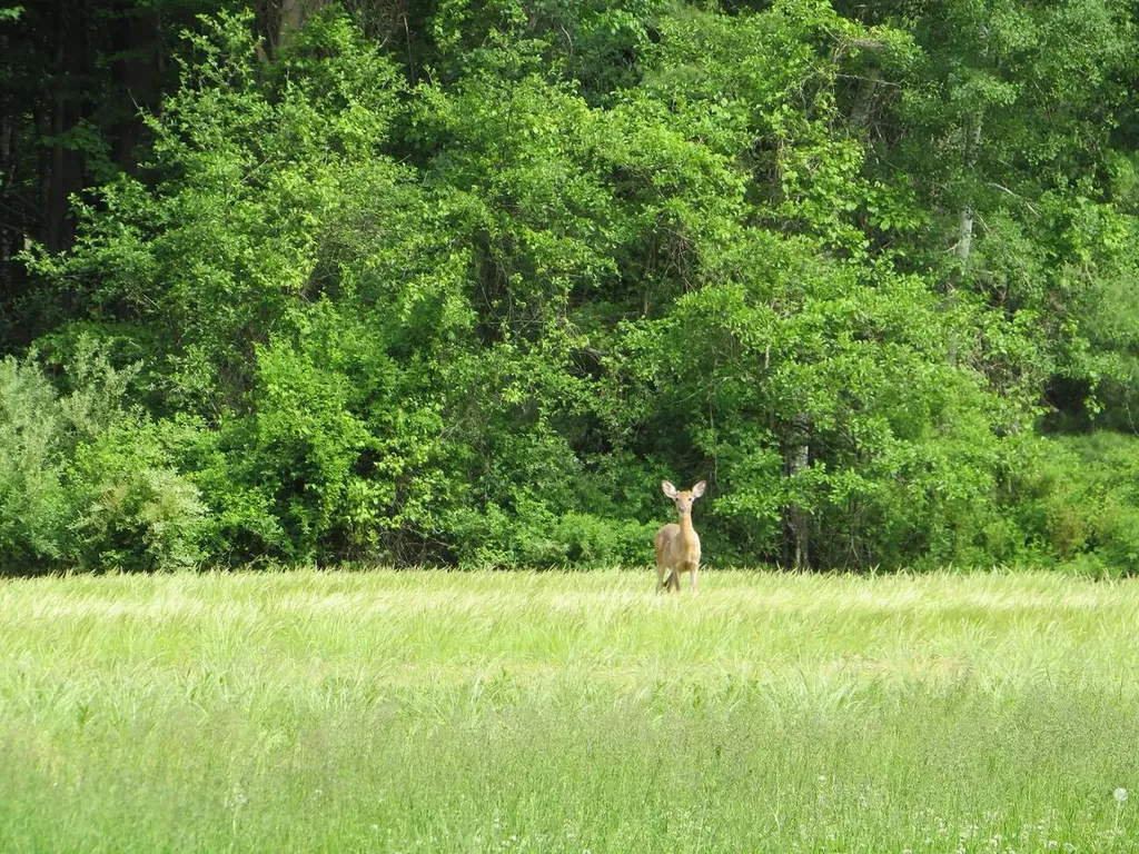4670 Rescue Road Grant Township MI 48754