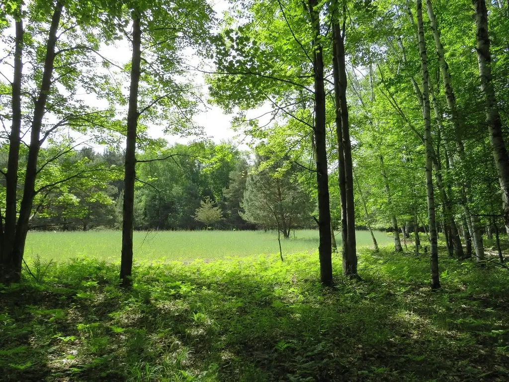 4670 Rescue Road Grant Township MI 48754