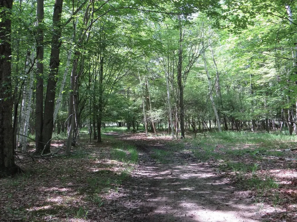 4670 Rescue Road Grant Township MI 48754