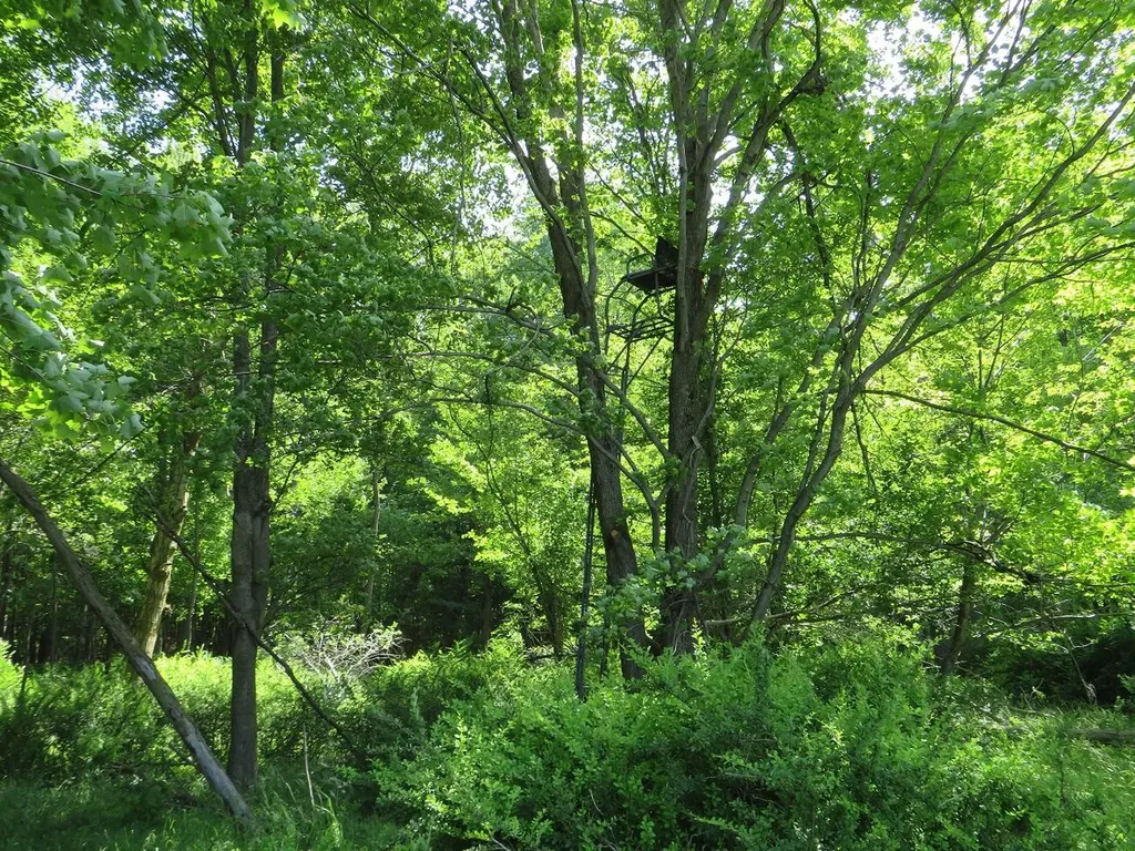 4670 Rescue Road Grant Township MI 48754