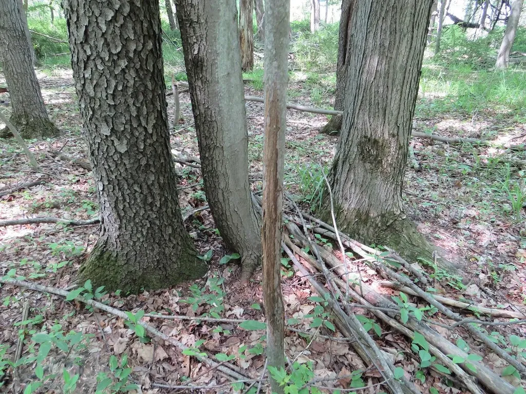 4670 Rescue Road Grant Township MI 48754