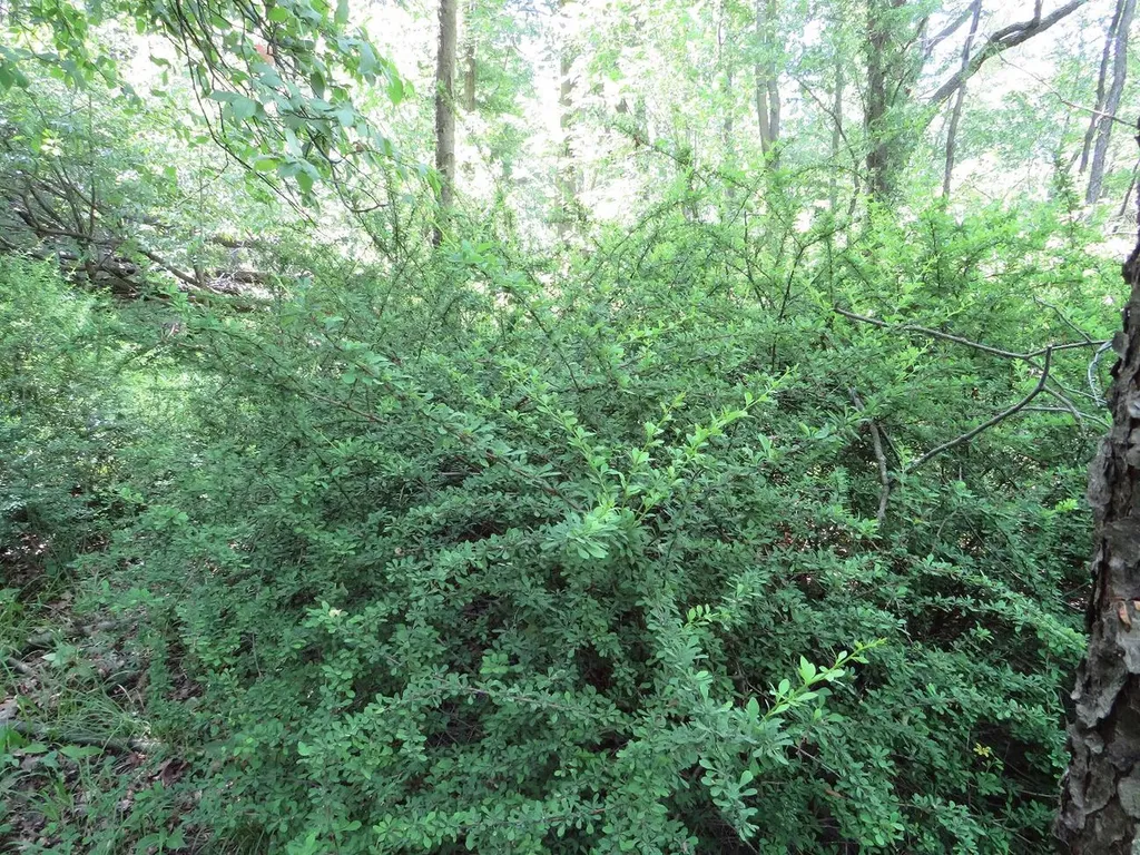 4670 Rescue Road Grant Township MI 48754
