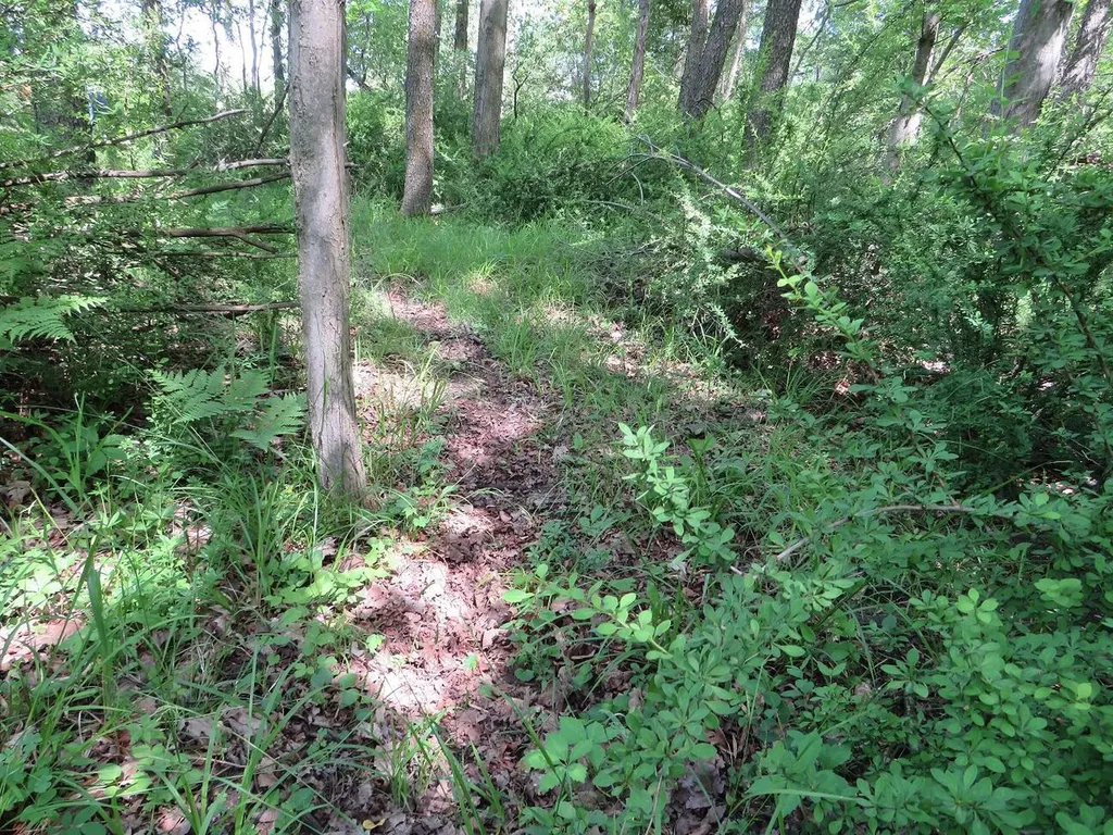 4670 Rescue Road Grant Township MI 48754