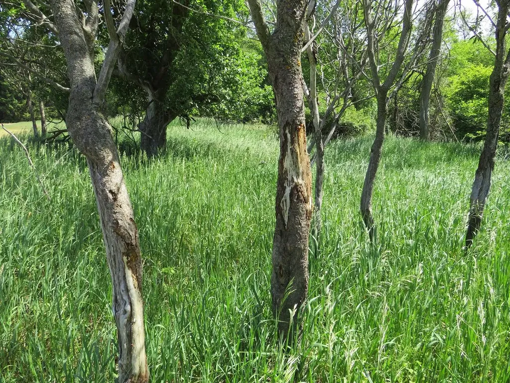 4670 Rescue Road Grant Township MI 48754