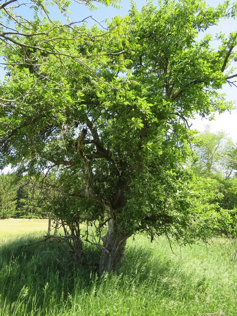 4670 Rescue Road Grant Township MI 48754