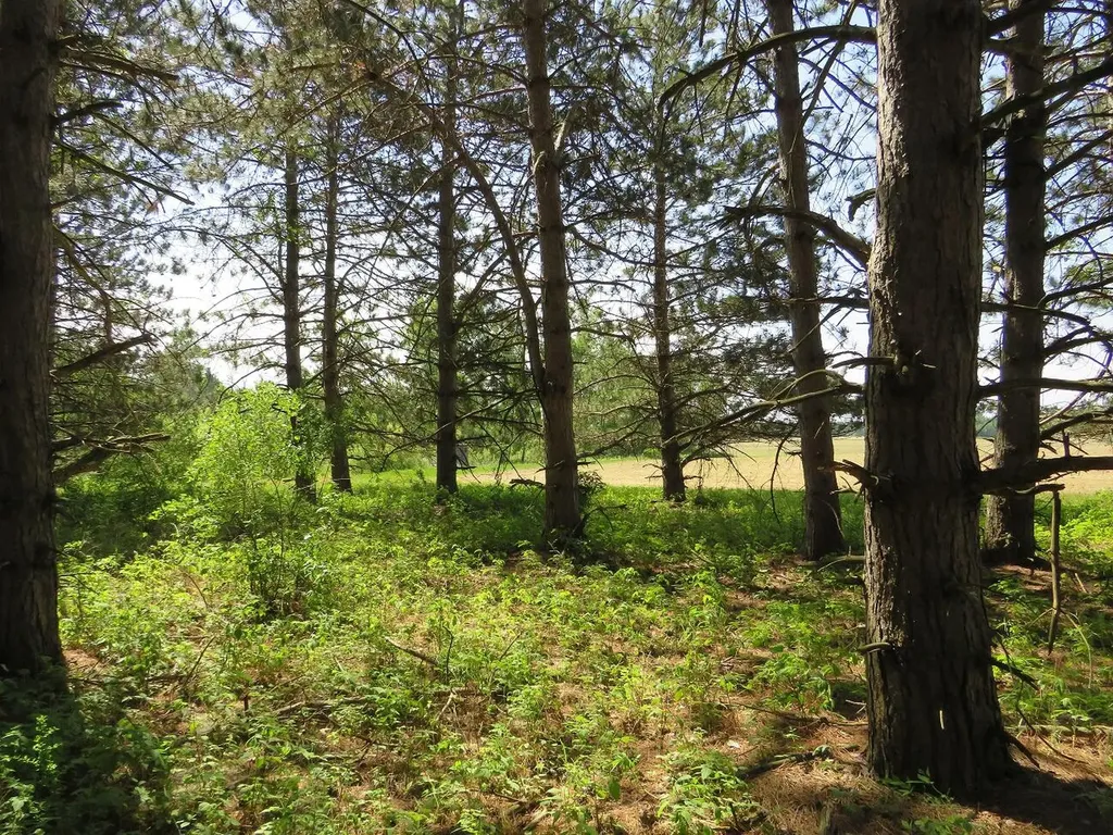 4670 Rescue Road Grant Township MI 48754